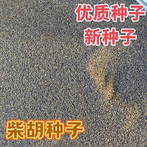当年柴胡种子新采红柴胡北柴胡黑柴四季育苗材种子南北方种植