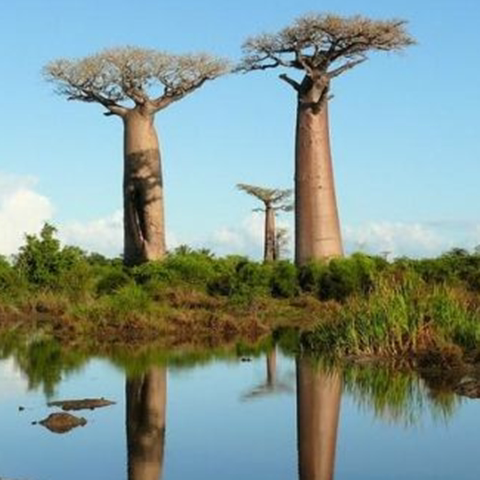 非洲面包树种子 猴面包树种子包邮