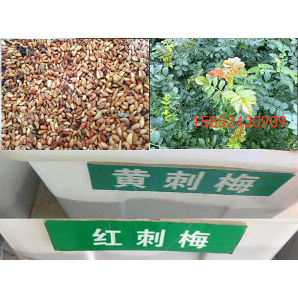 新采黄刺玫种子 红刺玫种子 刺玫花刺梅花 园林绿化 道路护坡种子