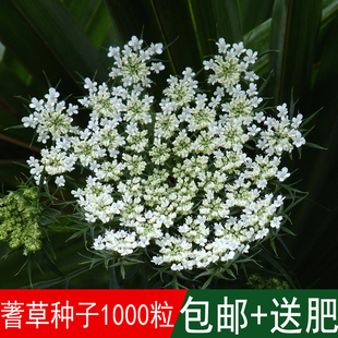 欧洲蓍草种子混色多年生锯草花四季易种耐寒花卉蜈蚣草一支蒿种子