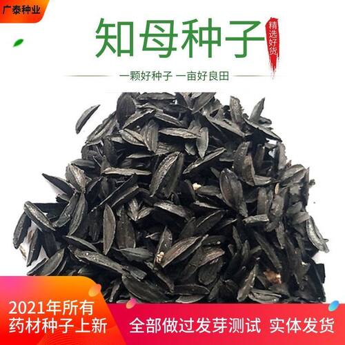 毛知母种子知母子籽种材种子知母苗种子药材种子知母育苗秧苗