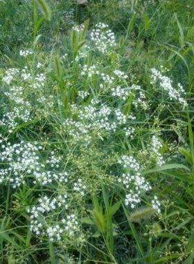 中药材防风种子 防风子水防风籽回草 百枝回云种子野生关防风种籽