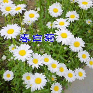 名贵菊花种子 杭白菊 洋甘菊花籽 春白菊种子 西洋菊 春黄菊种子