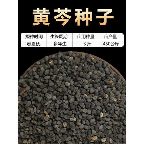 散装黄芩种子新黄芩茶种籽苗抗旱中药材另有苦参柴胡远志甘草种孑