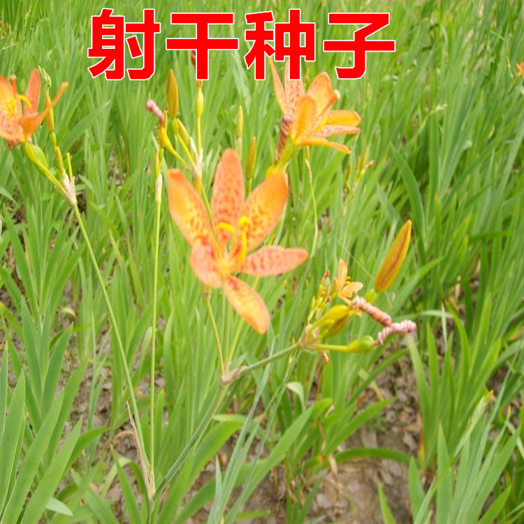 桔梗红花防风中药材种子图片