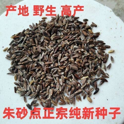 野生苍术种子 朱砂点北苍术子 产地纯新种籽发芽率高500克