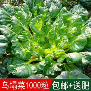 包邮家庭园艺盆栽花卉蔬菜种子塌棵菜塌地松黑菜黑桃乌塌菜种子