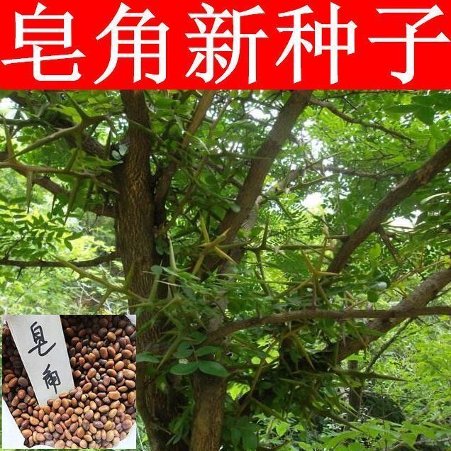 大皂角种子 小中皂角树种子巨刺皂角树种子 皂角米种子包邮