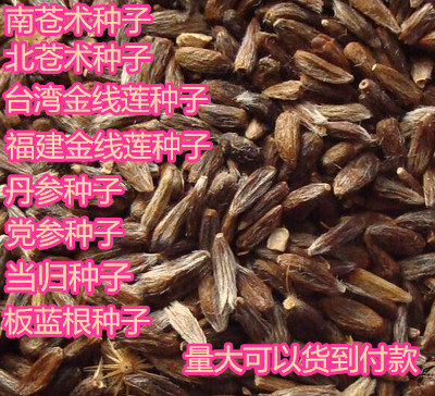 新采药材种子 金线莲种子 南 北苍术丹参党参柴胡桔梗板蓝根种子图片