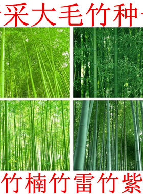 种子四季食用刚竹