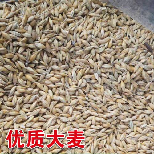 新采大麦种子大麦草种籽粮食种籽大田高产大麦种子