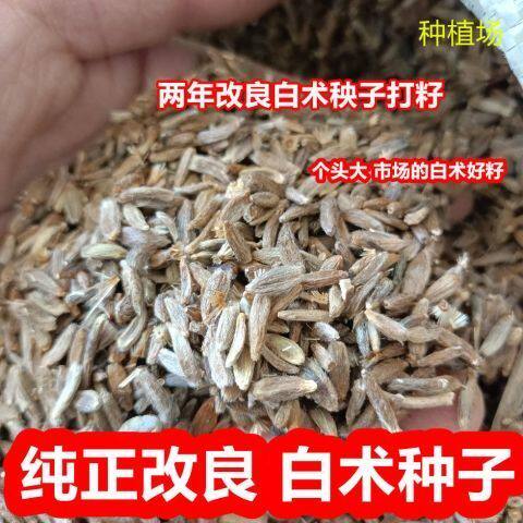 改良白术种子新采白术籽产地材白术种子籽包发芽指导
