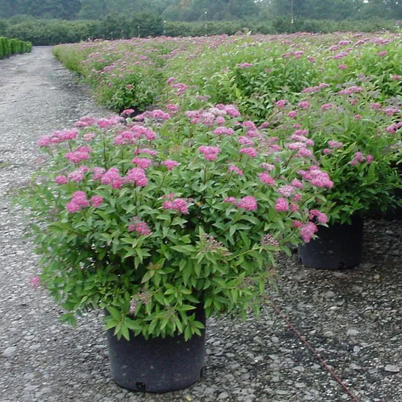 金焰绣线菊苗喷雪花盆栽青叶绣线菊花卉庭院阳台观花绿化造景盆栽