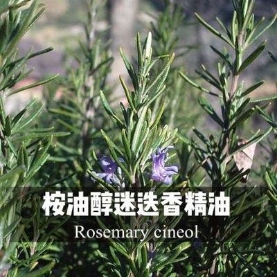 西班牙有机桉油醇迷迭香单方精油增强记忆力提升专注提神护发