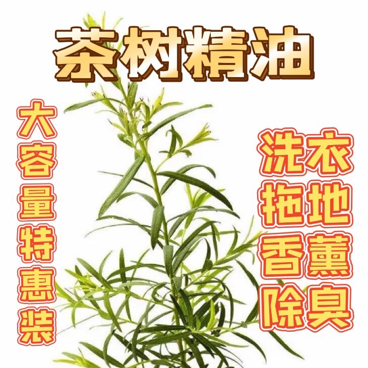 大容量特惠 澳大利亚有机澳洲茶树精油 洗衣拖杀菌