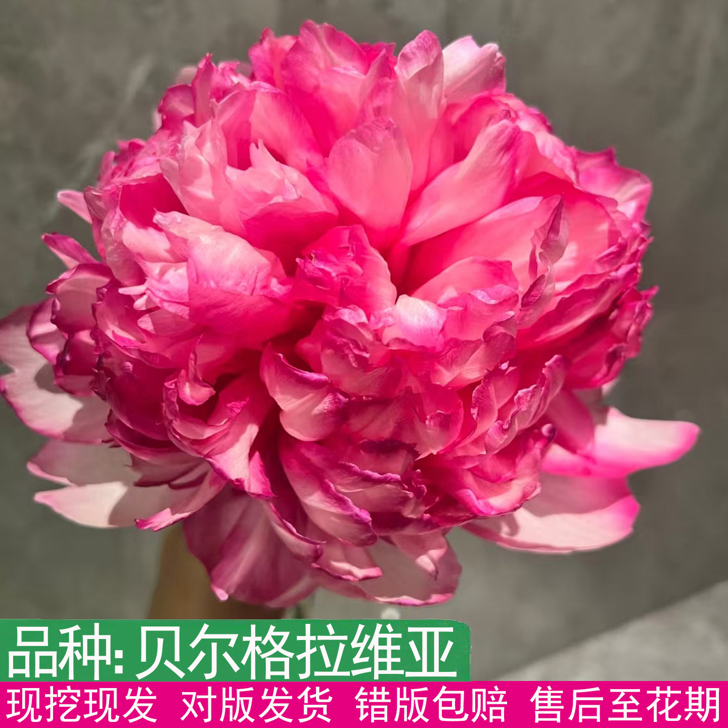 荷兰进口贝尔格拉维亚芍药盆栽花苗重瓣大花会变色观赏植物包发芽