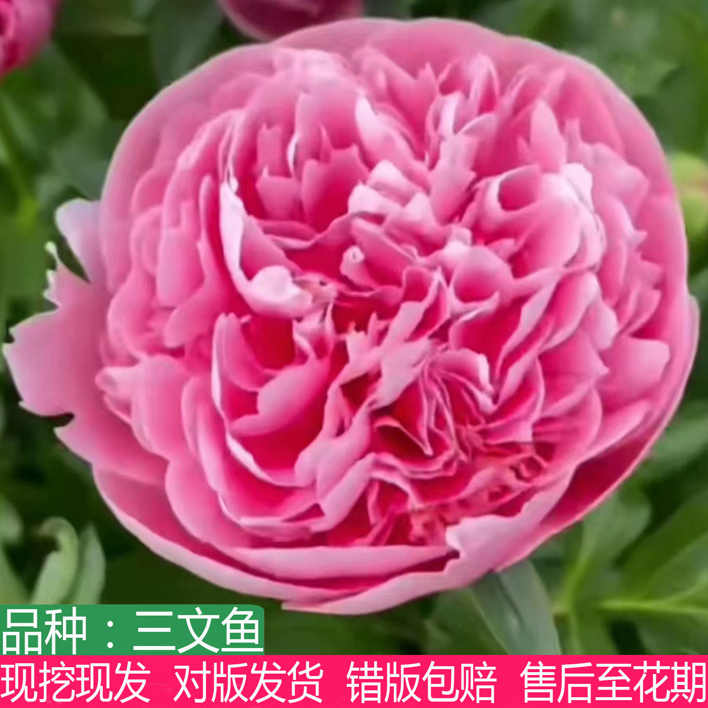 荷兰进口高端三文鱼芍药花苗老桩盆栽大花重瓣多年生草本观赏花卉