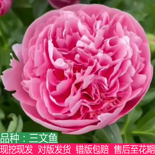 荷兰进口高端三文鱼芍药观赏花苗