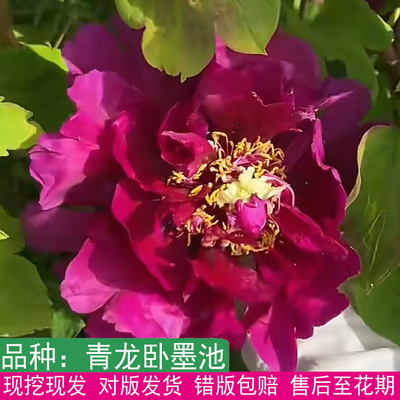 正宗菏泽黑色系牡丹青龙卧墨池