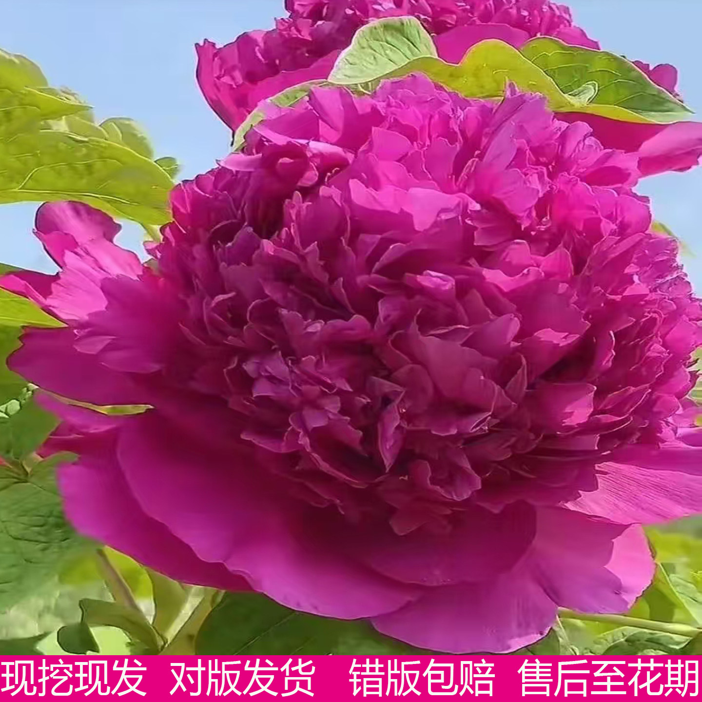 观赏大花重瓣牡丹正品首案红牡丹花树苗盆栽阳台庭院花地栽卉耐寒