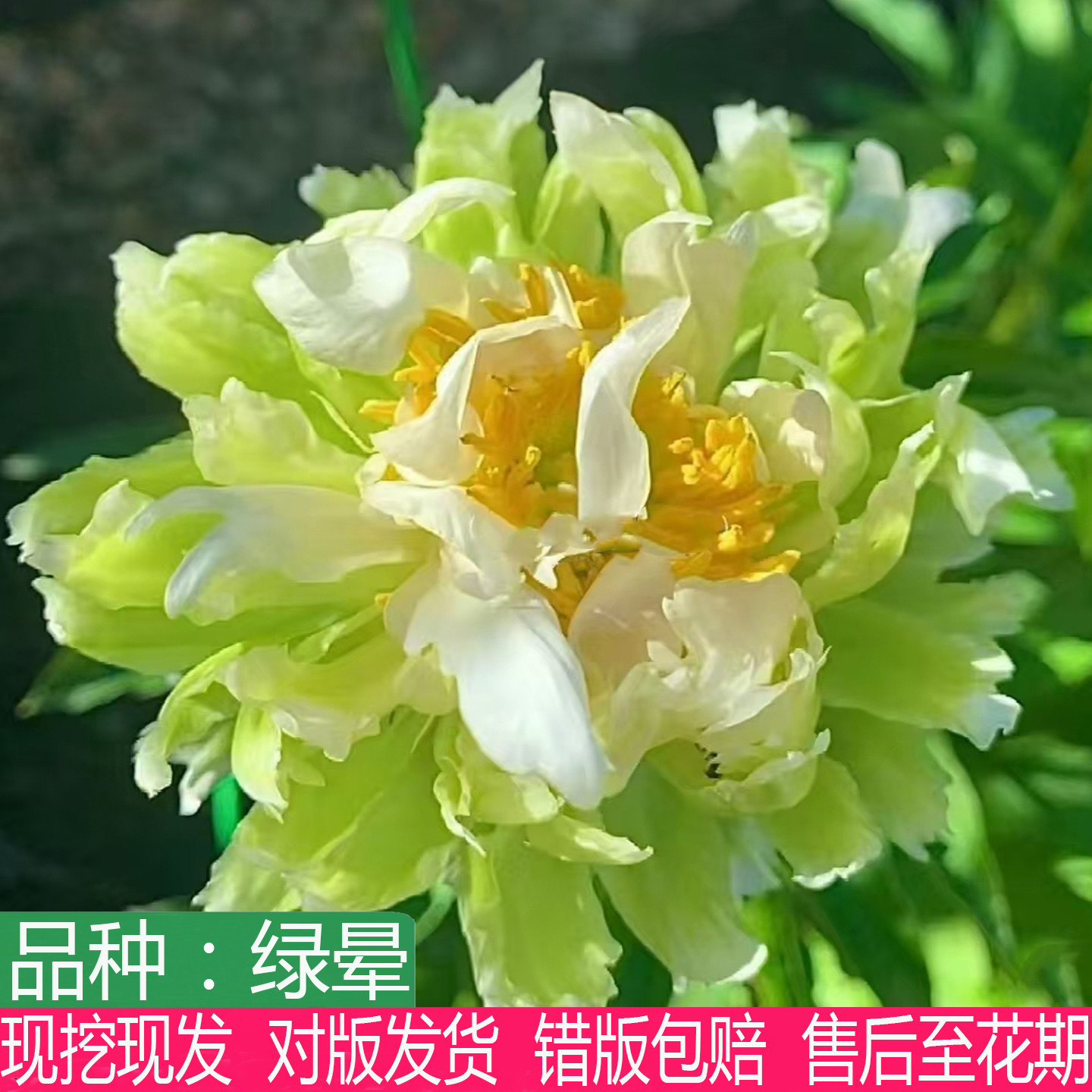 荷兰进口绿色系绿晕芍药花苗大花重瓣盆栽庭院阳台多年生草本花卉