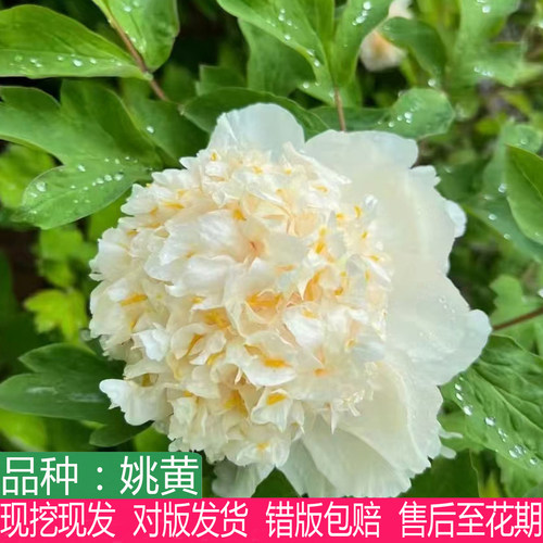 多年生姚黄牡丹花苗大花重瓣盆栽