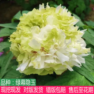 国色芳华琼台玉露同款绿牡丹绿幕隐玉牡丹花大苗盆栽地栽大花重瓣
