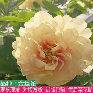 伊藤系列金丝雀芍药花苗庭院阳台盆栽观赏大花重瓣多年生草本花卉