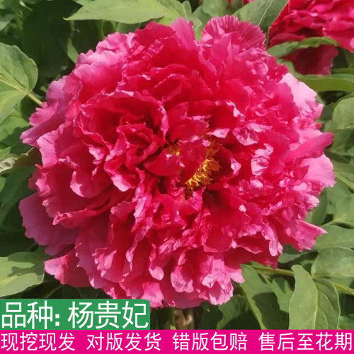 日本进口杨贵妃大花重瓣牡丹苗