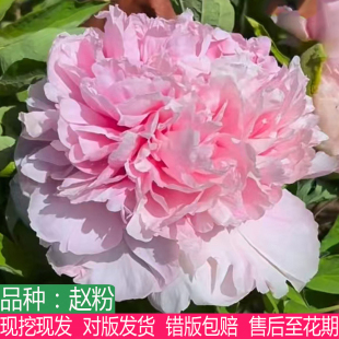 正宗菏泽经典名贵粉红色系名品赵粉牡丹花苗大花重瓣盆栽庭院阳台