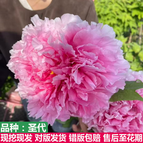 日本进口圣代牡丹花苗重瓣丰花