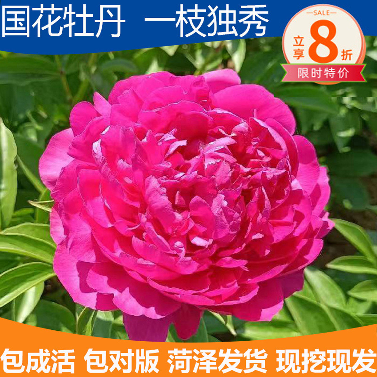 牡丹枝条 大花重瓣庭院花卉观赏牡丹花苗多分枝 花苗室内盆栽牡丹