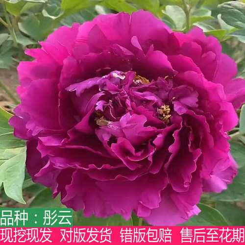 正宗菏泽蓝色系彤云牡丹花苗盆栽