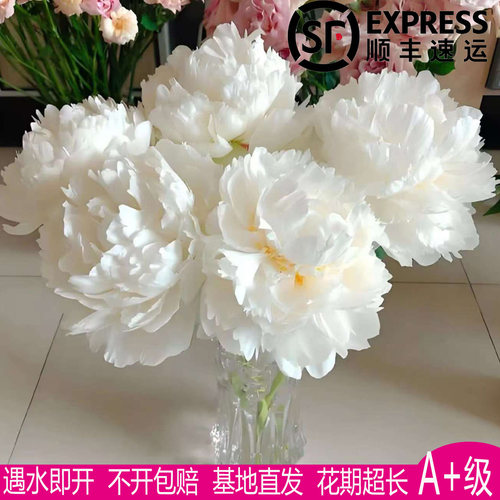 荷兰进口奶油碗芍药鲜切花