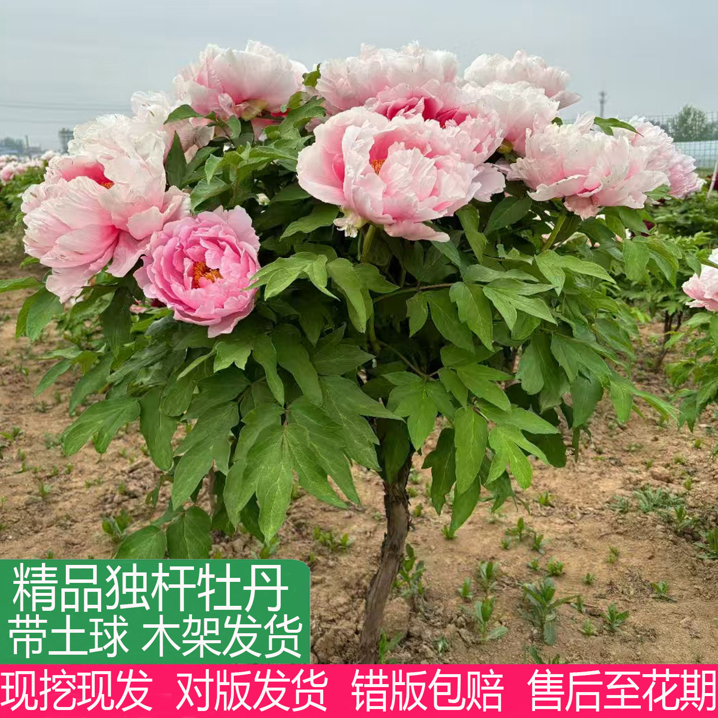 正宗菏泽大棵独杆牡丹树苗重瓣盆栽庭院阳台种植耐寒多年生易种活