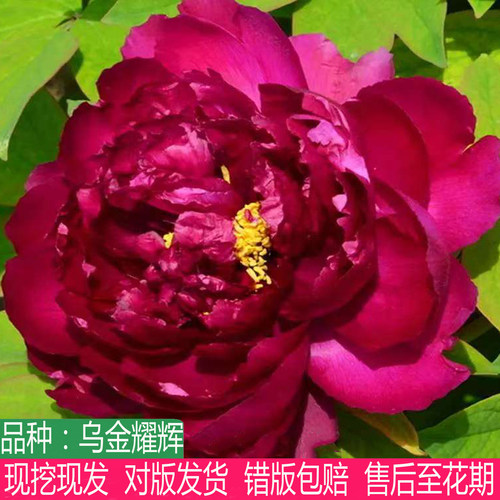 乌金耀辉牡丹花苗盆栽庭院阳台