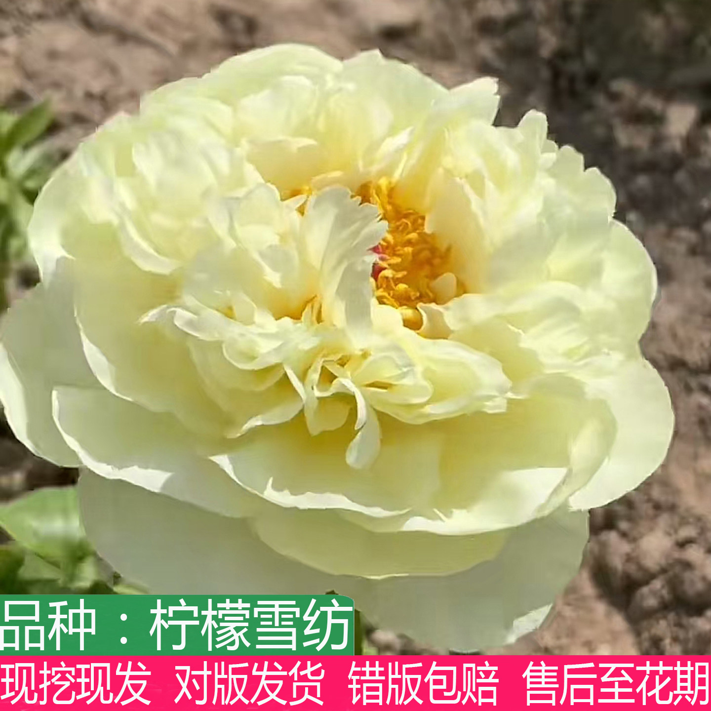 荷兰进口柠檬雪纺芍药老桩花大苗盆栽庭院大花重瓣多年生草本花卉