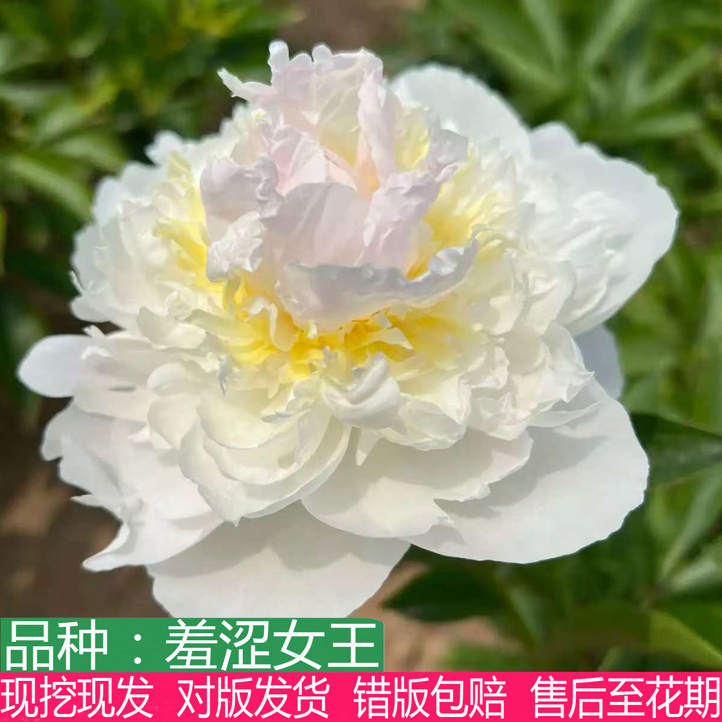 荷兰进口羞涩女王芍药花大苗老桩盆栽庭院阳台大花重瓣多年生草本