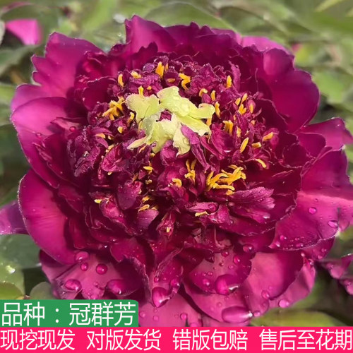牡丹花苗大花重瓣盆栽庭院阳台
