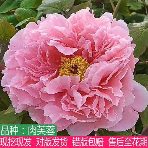 菏泽粉色系肉芙蓉牡丹花大苗盆栽