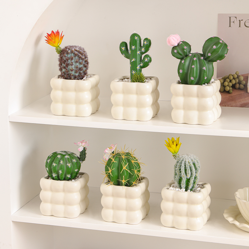 海贝海仙人掌盆栽多肉植物仙人球