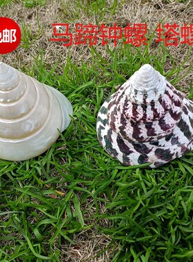 包邮海螺贝壳天然鱼缸装饰