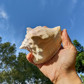 天然海螺贝壳乳白凤凰螺收藏礼品摆件装 饰品海岛纪念品标本螺鱼缸