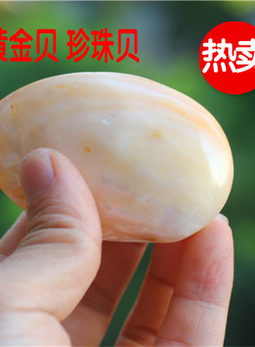 热卖天然海螺贝壳珍珠贝黄金贝刮痧板手把件鱼缸装饰家居摆件珊瑚