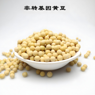 2024黄豆农家黄豆打豆浆批发零售农家自种山西特产 包邮