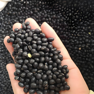 包邮2025年绿心小黑豆农家黑豆老品种小黑豆打豆浆专用批发零售