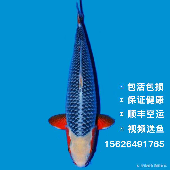 纯种日本活体锦鲤鱼苗顺丰包邮