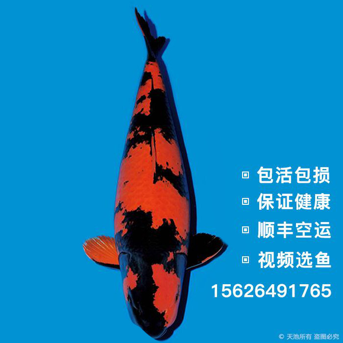 精品纯种日本绯写包活锦鲤鱼苗