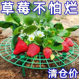 家庭草莓种植支架托架防腐烂防倒伏简约支撑架园艺花卉托盘架神器