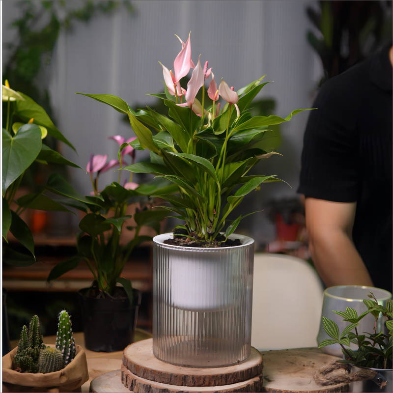 高端粉掌紫掌莉莉齐祖进口品种彩掌耐阴可水培室内开花绿植盆栽